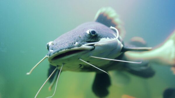 Is Catfish Healthy? Nutrients, Benefits, and More
