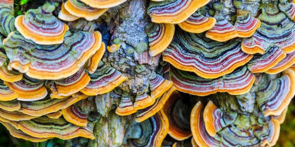 Nurturing Health with Nature’s Palette A Comprehensive Guide to the Benefits of Turkey Tail Functional Mushrooms